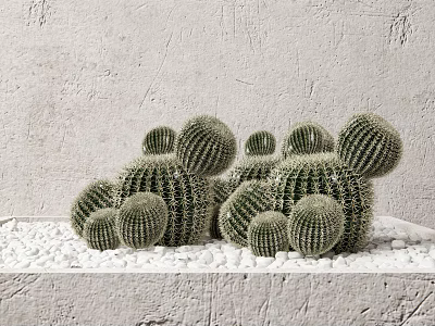 Decorative Indoor Cactus Potted Plants With White Pebbles And Gray Textured Wall 3d model