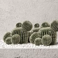 Decorative Indoor Cactus Potted Plants With White Pebbles And Gray Textured Wall