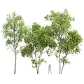 Tall Arbor Trees With Lush Green Foliage And Slender Trunks And Person Silhouette