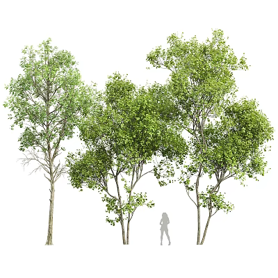 Tall Arbor Trees With Lush Green Foliage And Slender Trunks And Person Silhouette 3d model