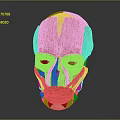 Red Anatomical Human Head Muscle Model Showing Detailed Facial Muscle Structure