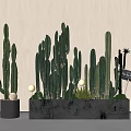 Modern Indoor Cactus Bonsai Potted Plants With Black Containers White Decorative Balls And Small Sign