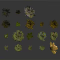 Various Green And Colorful Garden Plants With Diverse Leaf Shapes And Flowers