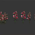 Vibrant Colorful Mixed Flower Plants Neatly Arranged With Reflections On Black Background