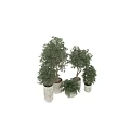Indoor Decorative Plant Arrangement With Various Tree Types And Potted Greenery