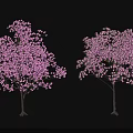 Two Arbor Trees Blooming With Pink Flowers Against Dark Background