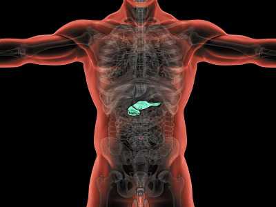 Medical Device Transparent Human Anatomical Model Featuring Green Highlighted Organ Visualization 3d model