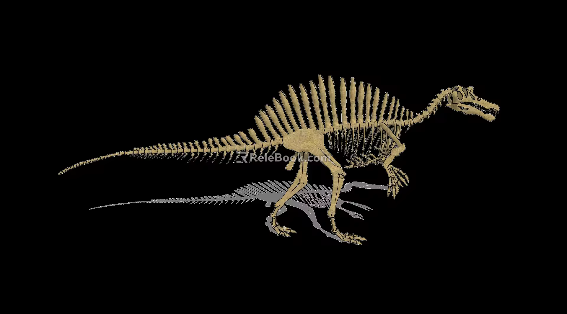 Modern Fossil Dinosaur Fossil 3d model