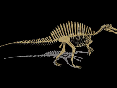 Public Museum Facilities Displaying Dinosaur Skeleton Exhibits With Guide Signage 3d model