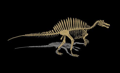 Modern Fossil Dinosaur Fossil 3d model