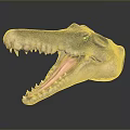 Crocodile Alligator Nile Crocodile carnivore reptile cold-blooded animal reptile reptile 3d model