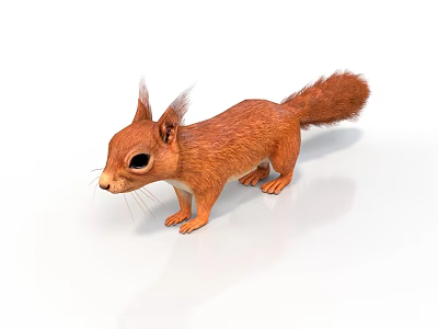 Realistic Detailed Red Fur Squirrel 3D Model Standing on White Background 3d model