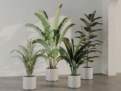 Indoor Potted Plants In White Pots With Various Leaf Shapes And Sizes For Home Decor 3d model