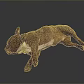 Brown And White Dog Lying On Its Side Against Dark Background