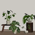 Indoor Potted Bonsai Plants With Various Green Foliage In White Pots And Wooden Stands