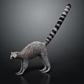 Ring-tailed Lemur Standing on Dark Background with Gray and White Fur and Long Striped Tail