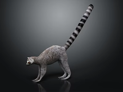 Ring-tailed Lemur Standing on Dark Background with Gray and White Fur and Long Striped Tail 3d model