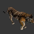 Realistic 3D Rendered Tiger With Orange Black Stripes And White Paws 3d model