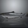 Silver Salmon With Black Spots On Smooth Surface Gray Background 3d model