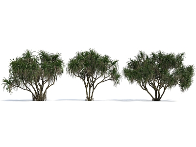 Modern Aracuser Tree 3d model