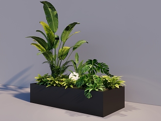 plantain plant tropical plant potted 3d model