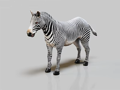 Graceful Zebra With Black And White Stripes Standing On Simple Gray Background 3d model