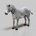 Modern zebra animals 3d model