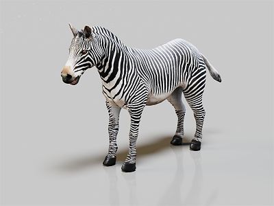 Modern zebra animals 3d model