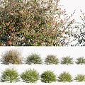 Various Green Leafy Shrubs With Different Growth Sizes And Bushy Shapes