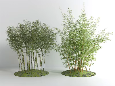 Bamboo Plants With Green Leaves And Slender Stems Growing On Round Grass Patches 3d model