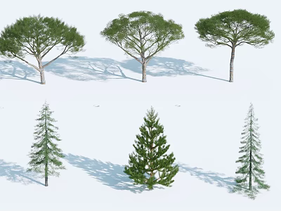 Six Different Arbor Trees 3D Illustration With Natural Shadows On White Background 3d model