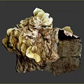 Yellow And Brown Mushroom With Irregular Shape Displaying Natural Growth Structure Features 3d model