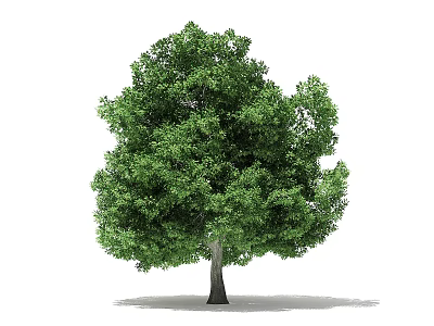 Lush Green Tree With Dense Foliage Full Canopy And Single Trunk Isolated On White 3d model