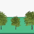 Three Green Arbor Trees With Lush Foliage In Different Sizes 3d model