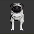 White And Black Pug Standing On Shiny Surface 3D Model 3d model