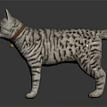 Striped Cat With Red Collar And Bell Standing On Shiny Surface Against Dark Background