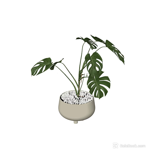 Potted Monstera Plant with Large Split Leaves in Light Colored Pot Decorated with White Pebbles 3d model 