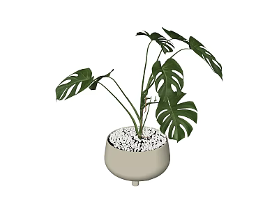 Potted Monstera Plant with Large Split Leaves in Light Colored Pot Decorated with White Pebbles 3d model