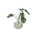 Potted Monstera Plant with Large Split Leaves in Light Colored Pot Decorated with White Pebbles