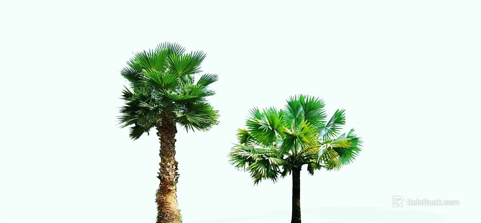 Lush Green Palm Trees With Different Trunk Textures And Vibrant Fronds 3d model 