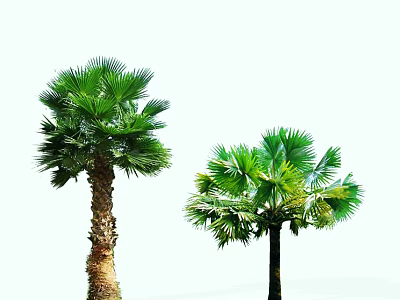 Lush Green Palm Trees With Different Trunk Textures And Vibrant Fronds 3d model