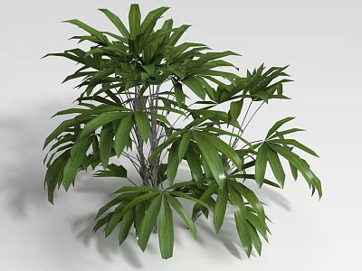 Shrub With Lush Green Foliage And Wooden Stems In Natural Scene 3d model