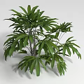 Shrub With Lush Green Foliage And Wooden Stems In Natural Scene