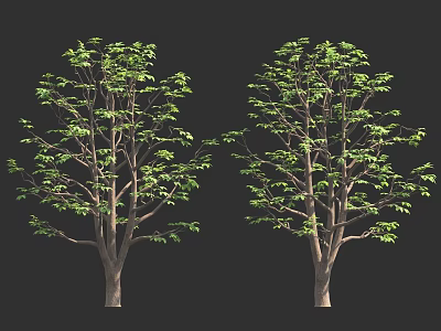 Two Trees With Thick Trunks And Green Leaves On Dark Background 3d model