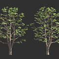 Two Trees With Thick Trunks And Green Leaves On Dark Background 3d model