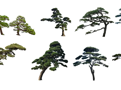 Various Types of Arbor Trees With Lush Foliage and Elegant Branch Shapes 3d model