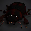 Shiny Dark Beetle With Reddish Brown Exoskeleton Prominent Mandibles And Segmented Legs