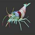 White Shrimp With Red Section Long Antennae And Legs On Black Background
