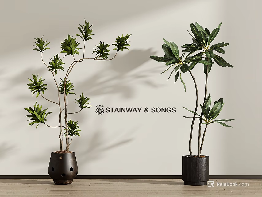 Modern Indoor Decorative Potted Plants With Slender Branches And Large Leaves On Wooden Floor 3d model 