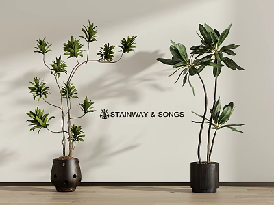 Modern Indoor Decorative Potted Plants With Slender Branches And Large Leaves On Wooden Floor 3d model
